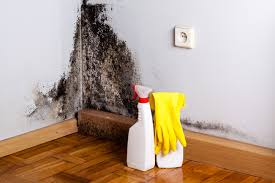 Trusted Skippers Corner, NC Mold Removal Services Experts